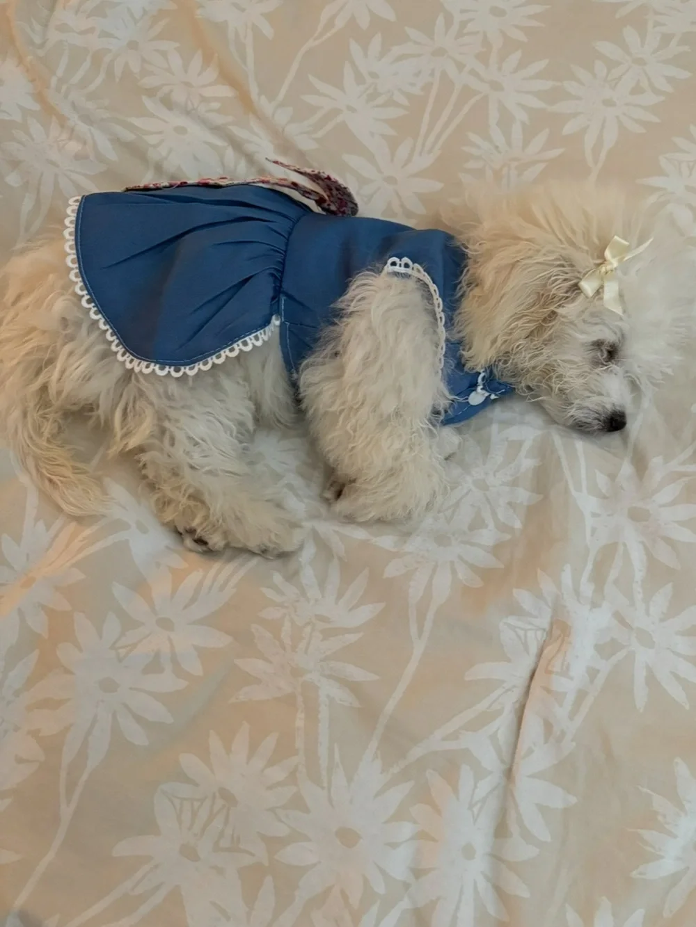 Small Dog Dress with Floral Bow and Lace Trim, Fits dogs 7-9 lbs